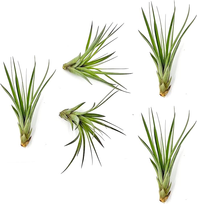 Air Plants - Tillandsia Fasciculata Tricolor, Large 4-6" - 5ct - Live Arrival Guaranteed - House Plants for Home Decor & Gift
