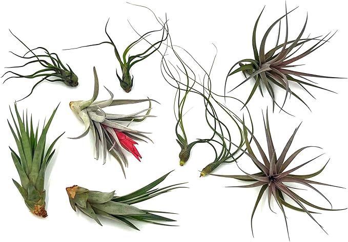 Air Plants - Loki Gift Box - 9ct - Live Arrival Guaranteed - House Plants for Home Decor & Gift