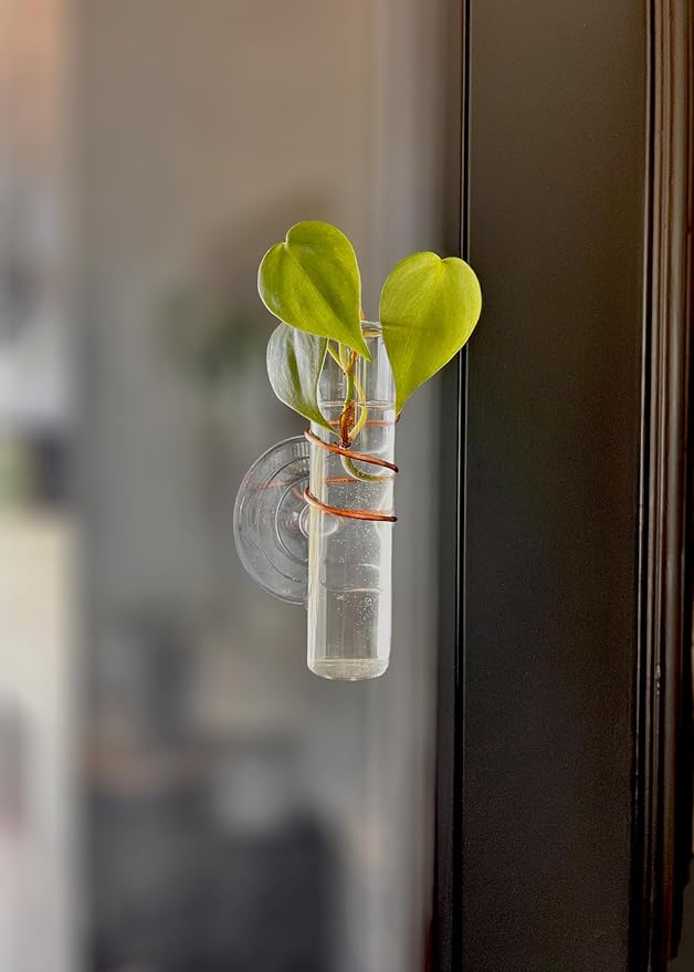 The Little Window Propagator- Window Plant Propagation Station with Removable Glass Test Tubes, Indoor Clippings, Cut Flowers, Herbs, Succulents | Home Decor | Plant Lover Gift