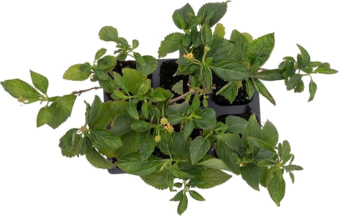 6 Dallas Red Lantana | Live Plants in 2.5-inch Nursery Cubes | Lantana Camara 'Dallas Red' Variety | Hardy Evergreen Perennial Shrub | Fiery Vibrant Blooms for Home & Garden