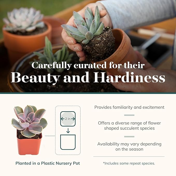 Shop Succulents Rosette Succulent Plant Pack Collection - Live Mini Succulent Plants, Low Maintenance, Floral Shaped Mix of Colors & Textures - Wedding and Party Favors, Gift & Garden, Pack of 100