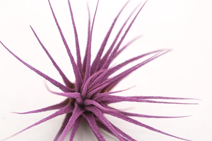 Dyed Tillandsia Ionantha Guatemala Enhanced Colored Colorful Air Plant Live Easy Care Indoor Outdoor Home Decor Gift Airplant by Awesome Industries Live Arrival Guaranteed (Lavender)