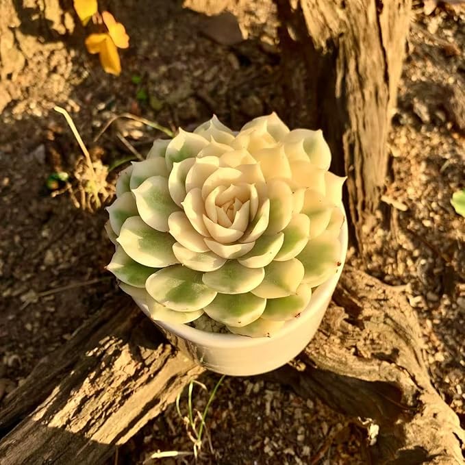 FWPP Live Succulents Plants,Echeveria Onslow Variegated 3.2 inches Mini Indoor Plants,Bare Root Without Pot Soil Live Plant,Succulents Plants Live for Gift Party Wedding Garden Baby Shower DIY Decor