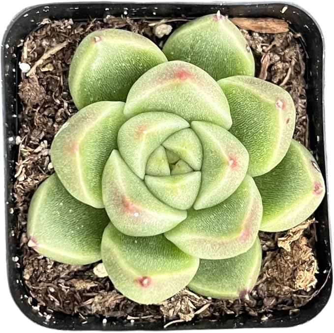 2" Rare Succulent Echeveria 'GoldQuartz', Live Succulents Plants Fully Rooted in Grower Pots, Unique Gift for Wedding Favor, Party Favor