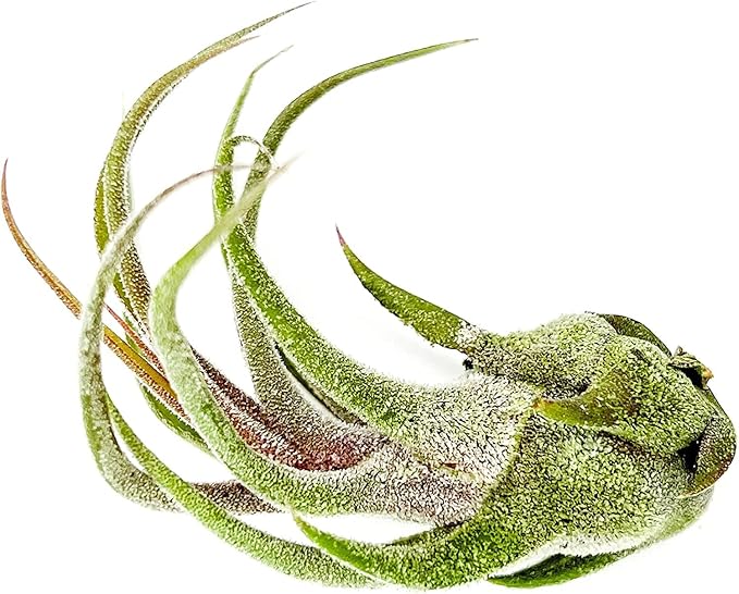 Air Plants - Tillandsia Pruinosa, Large 3-5" - 2ct - Live Arrival Guaranteed - House Plants for Home Decor & Gift