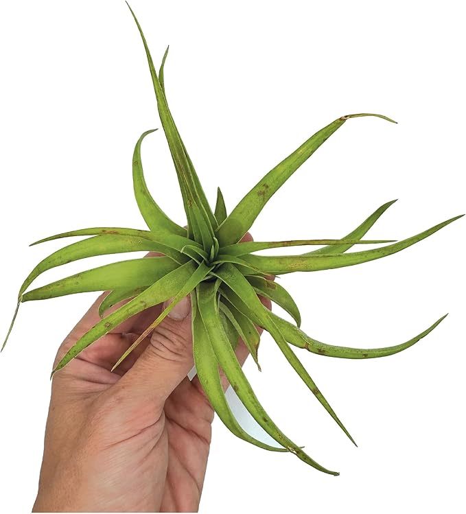 Air Plants - Tillandsia Brachycaulos Multiflora, Jumbo 5-7" - 1 ct - Live Arrival Guaranteed - House Plants for Home Decor & Gift