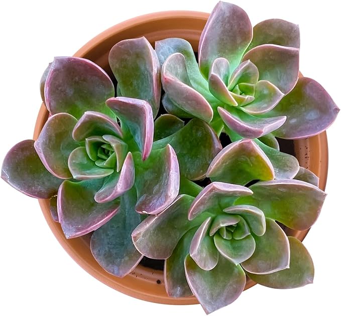 Live Succulents Echeveria 'Melaco' (4-inch), Succulent Plants Fully Rooted in Pots with Soil, Easy-Care House Plant for DIY, Home Office Decor, Wedding Party Favor