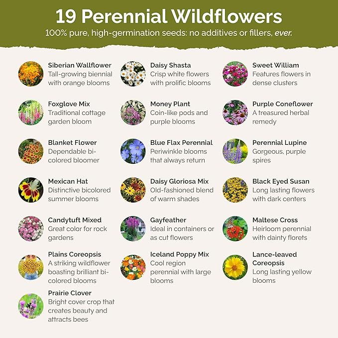 Eden Brothers All Perennial Wildflower Mixed Seeds for Planting, 50 lb, 24,000,000+ Seeds with Lupine, Shasta Daisy | Attracts Pollinators, Plant in Spring or Fall, Zones 3, 4, 5, 6, 7, 8, 9, 10