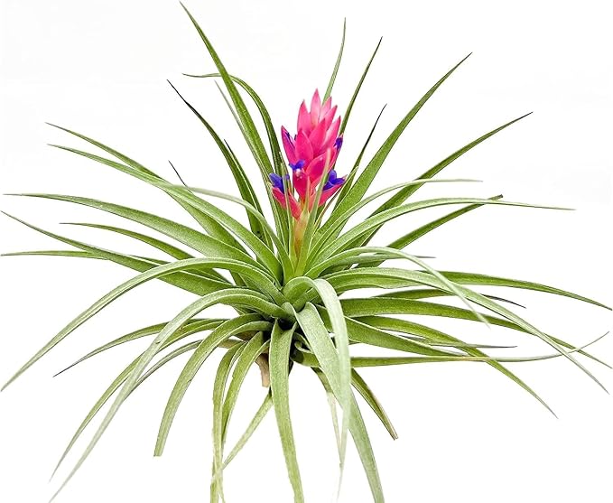 Air Plants - Flowering Tillandsia Stricta Large 5" - 2ct - Live Arrival Guaranteed - House Plants for Home Decor & Gift
