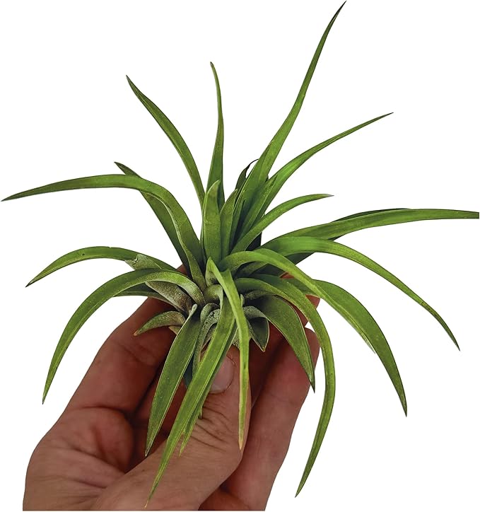 Air Plants - Tillandsia Brachycaulos Abdita, Large 4-6" - 3 ct - Live Arrival Guaranteed - House Plants for Home Decor & Gift