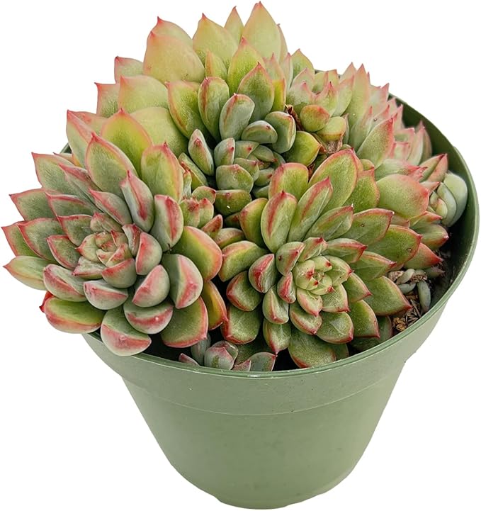 Live Succulent Plants Echeveria 'Mebina', Easy Care Potted Succulents, Approx 4" D x 4" H, Indoor Houseplant, Unique Gifts, Home Office Décor