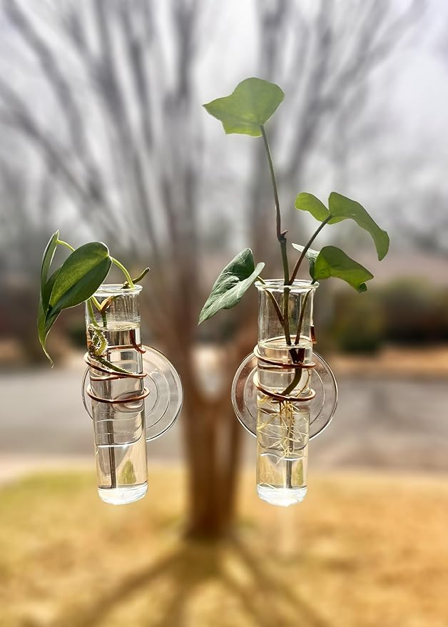The Little Window Propagator | Window Propagation Station with Removable Glass Tubes, Indoor Plant Clippings, Cut Flowers, Herbs, Succulents | Home Decor | Plant Lover Gift (2)