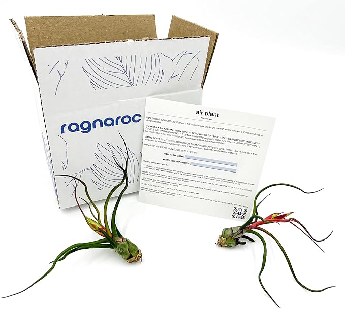 Air Plants - Flowering Tillandsia Bulbosa Guatemala, Large 3-5" - 2ct - Live Arrival Guaranteed - House Plants for Home Decor & Gift