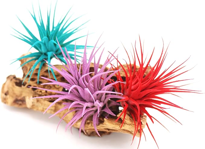 Live Extra Large Tillandsia Ionantha Guatemala Colorful Air Plant 3+ inch Enhanced Color Easy Care Indoor Outdoor Home Decor Gift Airplant by Awesome Industries (Lavender XL)