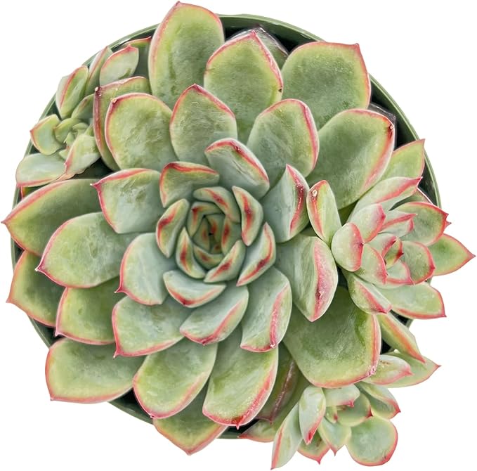 Live Succulent Plants Echeveria 'Pulidonis', Easy Care Potted Succulents, Approx 4" D x 4" H, Indoor Houseplant, Unique Gifts, Home Office Décor