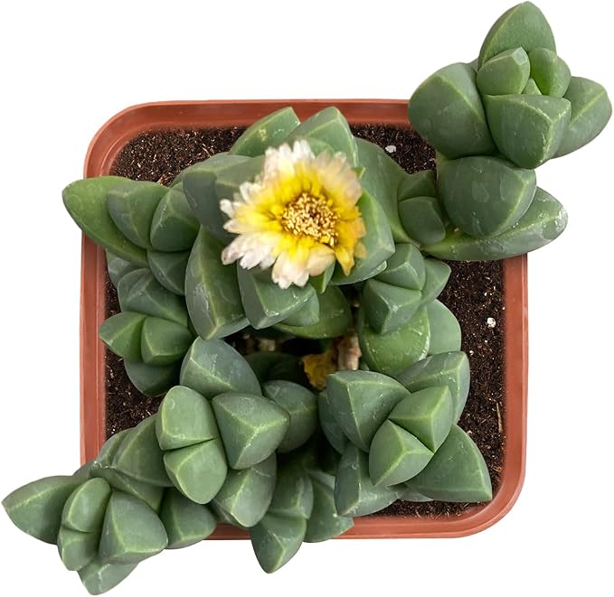 2" Live Succulent 'Corpuscularia lehmannii', Rare Succulent Plants Fully Rooted in Pots, Unique House Plant for DIY, Party Favor, Home Office Decoration