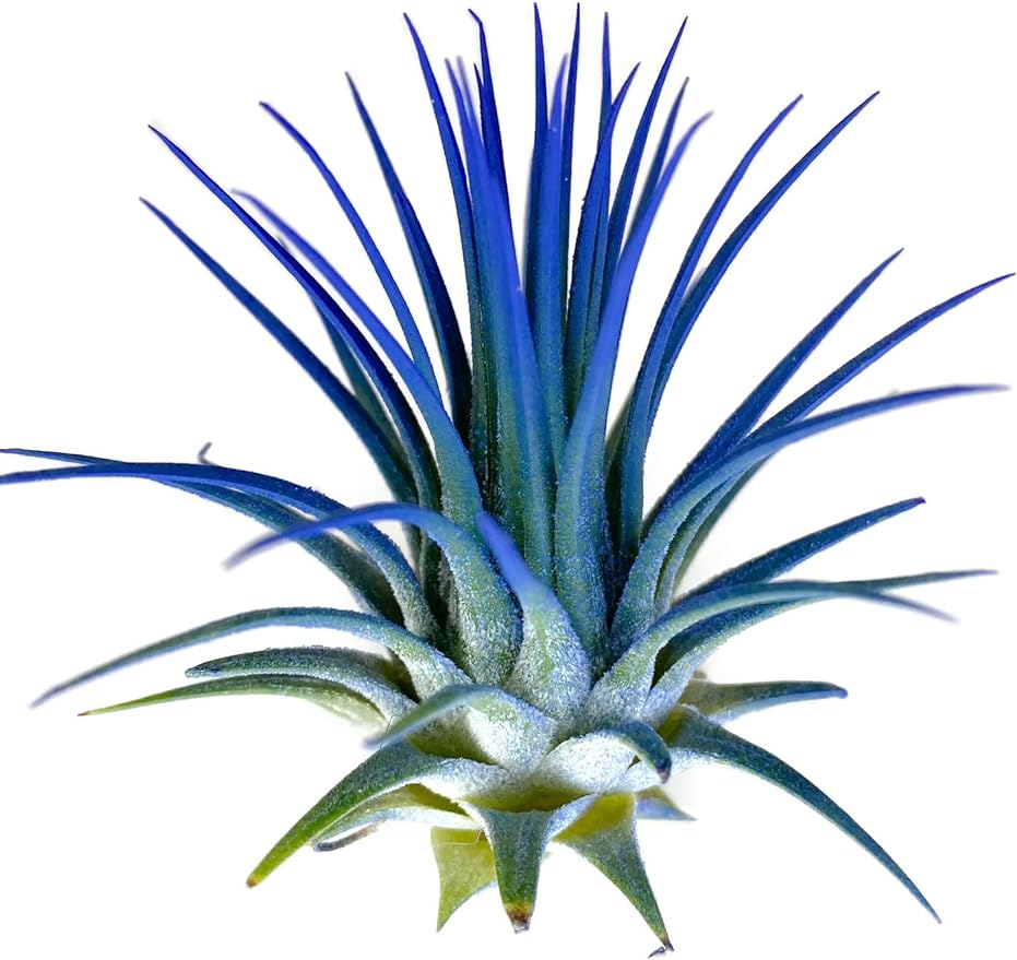 Ionantha Guatemala Tillandsia Air Plant, Guatemala Tillandsia Live Airplant, Healthy Arrival Guaranteed, Great Indoor Plant, Home Decor & Gift (Blue)