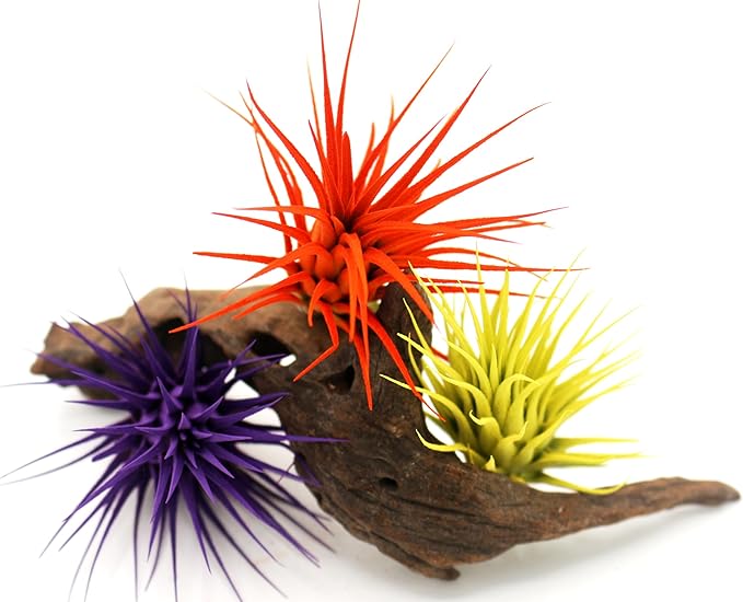 Live Extra Large Tillandsia Ionantha Guatemala Colorful Air Plant 3+ inch Enhanced Color Easy Care Indoor Outdoor Home Decor Gift Airplant by Awesome Industries (Yellow XL)
