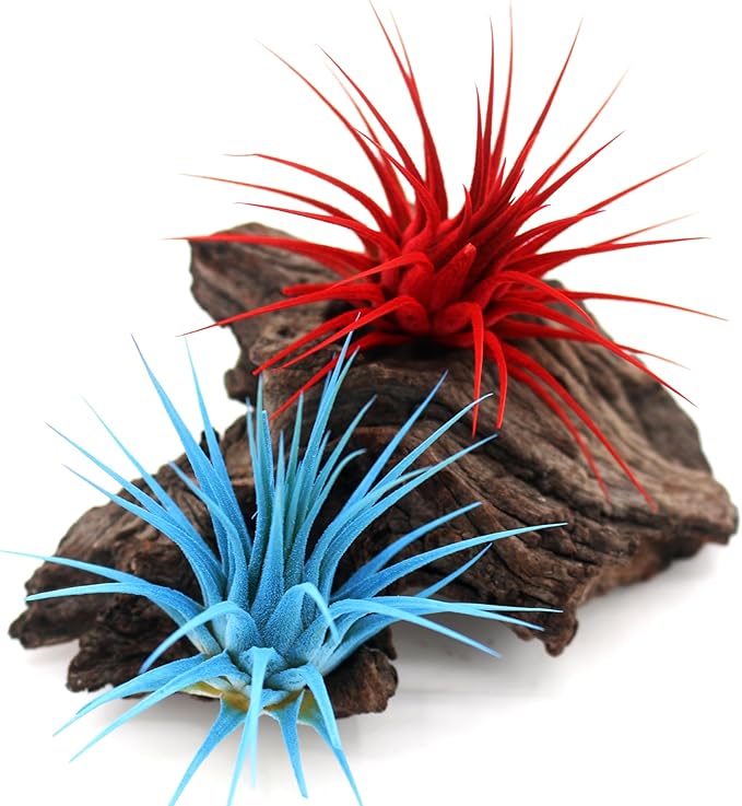 Dyed Tillandsia Ionantha Guatemala Enhanced Colored Colorful Air Plant Live Easy Care Indoor Outdoor Home Decor Gift Airplant by Awesome Industries Live Arrival Guaranteed (Red)