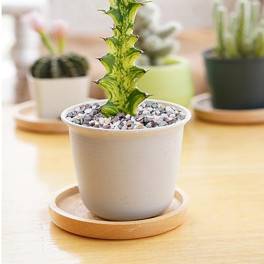 5 lbs Pea Gravel for Plants, Aquarium, Fish Tank, 3/8 inch Decorative Pebbles for Indoor Plants, Succulent, Bamboo, Vase, Drainage Rocks for Potted Plants, Top Dressing, Mixed Color