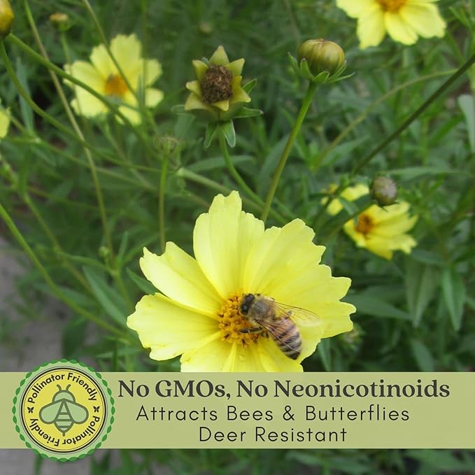 Clovers Garden Coreopsis Moonbeam (Tickseed) Plants – Two (2) Live Plants – Non-GMO - Not Seeds - Each 4" to 8" Tall – in 4" Inch Pots – Hardy Flowering Perennial, Pollinator Favorite