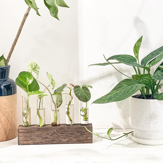KAXYEW Desktop Glass Plant Propagation Station Test Tube Plant Terrarium in Wooden Stand for Hydroponic Plants Cutting Office Home Decoration Gift for Women (5 Test Tubes-BR)