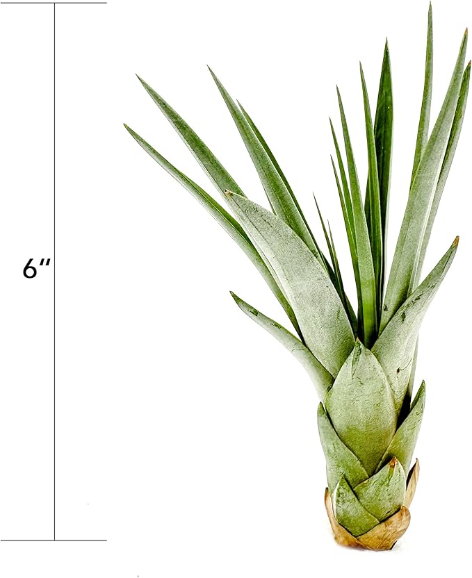 Air Plants - Tillandsia Fasciculata Tricolor, Large 4-6" - 3ct - Live Arrival Guaranteed - House Plants for Home Decor & Gift