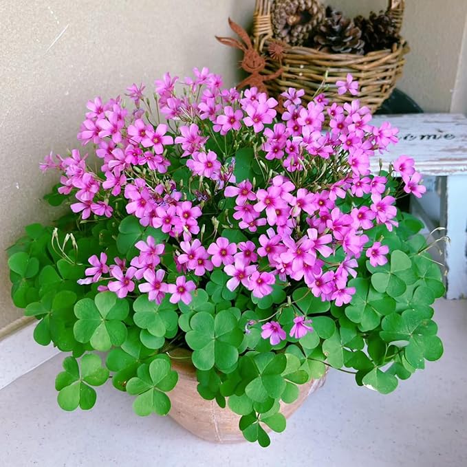 24 Pack Iron Cross Shamrock Plant Bulbs, Live Oxalis Bulbs for Indoor Outdoor Gardens, Year-Round Perennial Lucky Shamrock Plants Live in Pots Home Decor