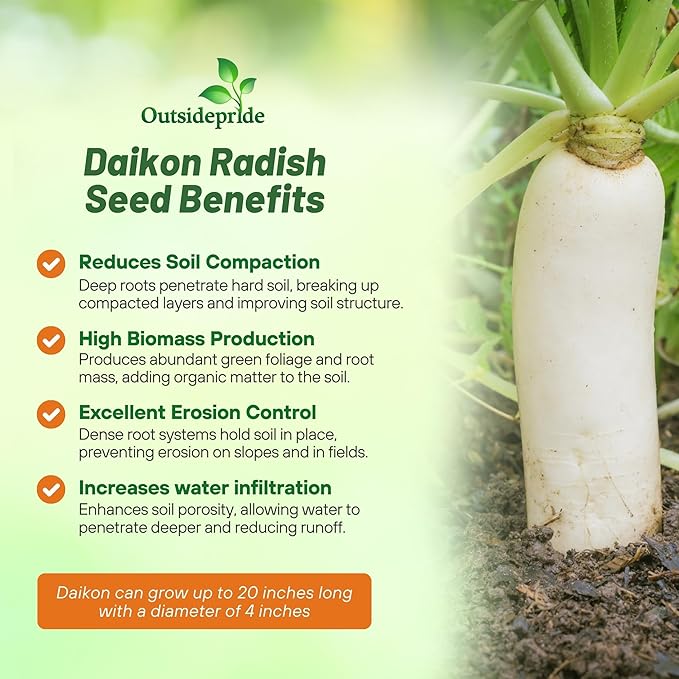 Outsidepride Annual Daikon Radish Seeds - 5 lbs. Chinese, Japanese, & Oriental Radish Seeds for Soil Health, Erosion Control, & Soil Aeration - Ideal for Gardens, Cover Crops, Pastures, & Food Plots