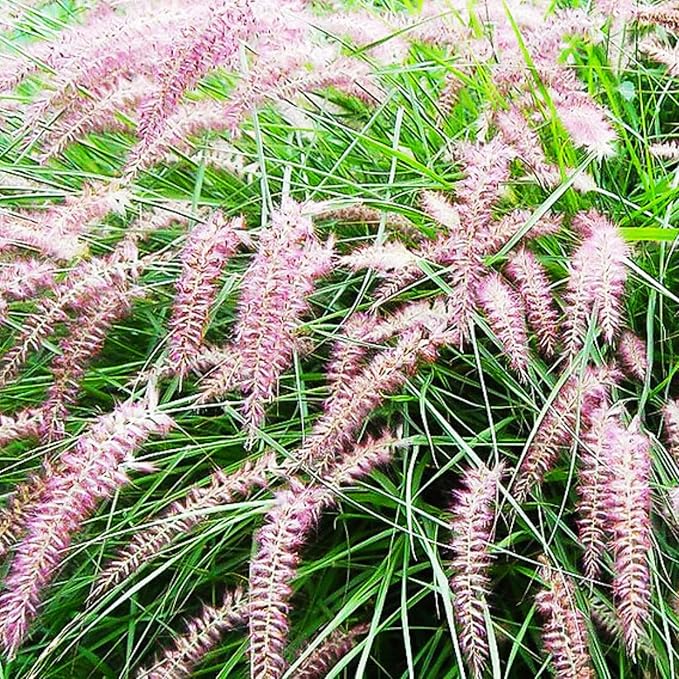 Pack 3 Fountain Grass Plants Live, 5-9 Inch Tall, Ornamental Grasses Live Plants Perennial, Well-Rooted Perennial Grass Clumps (Pink Rose Fountain Grass)