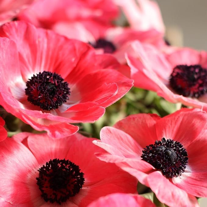 Easy to Grow Anemone Italian Mistral Plus Rosa Shocking - 10 Plant Bulbs, Rose-Pink Flowers in Spring Gardens Full Sun