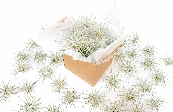 Air Plant Shop 25 Pack Rare Tectorum Ecuador Air Plants - Unique, Bright White, Nursery-Grown Tillandsia House Plant with Fuzzy Trichomes for Terrariums, Driftwood & Living Walls - Wholesale