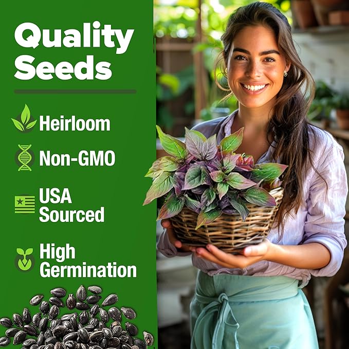 HOME GROWN Thai Basil Seeds Pack - 876 High Germination 𝗡𝗢𝗡-𝗚𝗠𝗢 𝗨𝗦𝗔 Heirloom Herb Seeds for Planting,Ideal for Growing Fresh Basil Planting Indoor or Outdoor(Ocimum basilicum var.thyrsiflora)