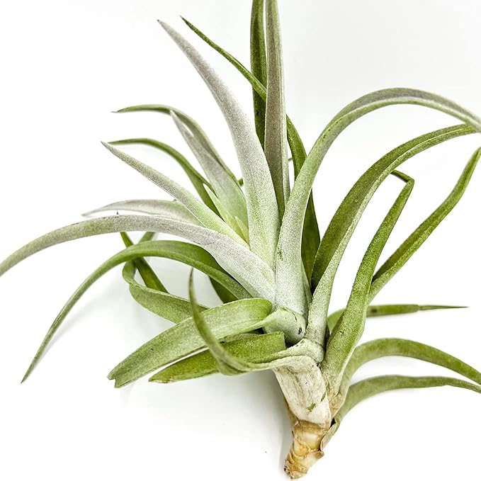 Air Plants - Tillandsia Cacticola, Jumbo 6-9" - 1ct - Live Arrival Guaranteed - House Plants for Home Decor & Gift
