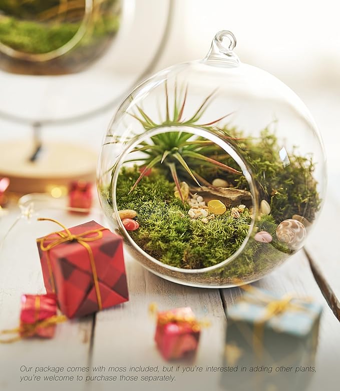 15-Piece Terrarium Kit with Live Moss – DIY Glass Globe Set with Tools, Soil, Stones & Spray Bottle – Indoor Mini Garden Gift for Plant Lovers, Home Decor & Zen Craft