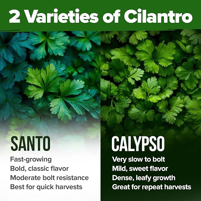 HOME GROWN Cilantro Seeds 250 Calypso & 250 Santo Cilantro for Planting Indoors, Hydroponics or Aerogarden - Heirloom, Non-GMO, Santo Plant, for Your Indoor Herb Garden