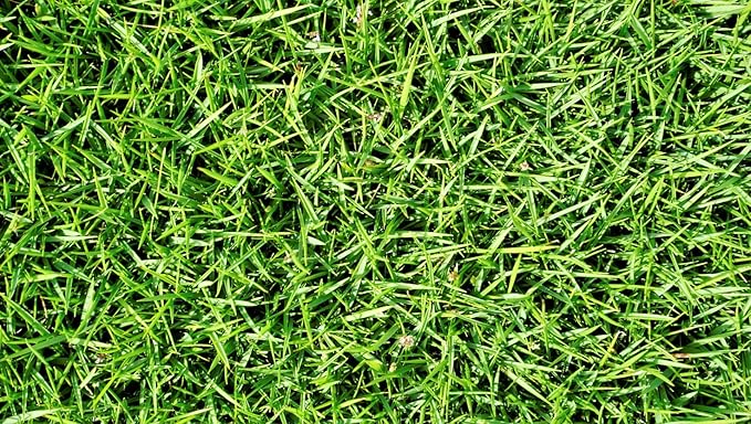 Brownie Brand Majestic Hulled Bermudagrass Seed | Premium Turf Grass for Dense, Drought-Resistant Lawns | Fast-Growing, Heat-Tolerant, Certified Seed for High-Traffic Areas. (50 Pound)