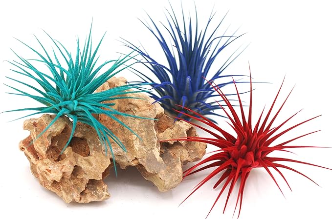 Dyed Tillandsia Ionantha Guatemala Enhanced Colored Colorful Air Plant Live Easy Care Indoor Outdoor Home Decor Gift Airplant by Awesome Industries Live Arrival Guaranteed (Deep Blue)