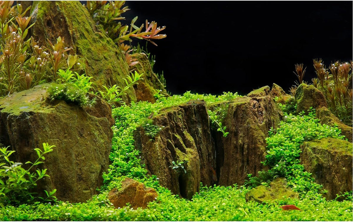 Aquarium Background Exquisite Underwater Grass with Moss Aquarium Backdrop Mysterious Stone Aquarium Background Durable Vivid and Fresh Leaves Background Tank Backdrop Decor Vinyl 24x12in
