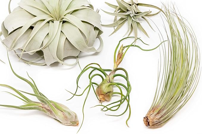 10 Pack of Large Tillandsia Air Plants - Xerographica, Juncea, Bulbosa, Caput Medusae & Harrisii- Live Succulent House Plants Availabe in Wholesale and Bulk - Easy Care Indoor and Outdoor Plant