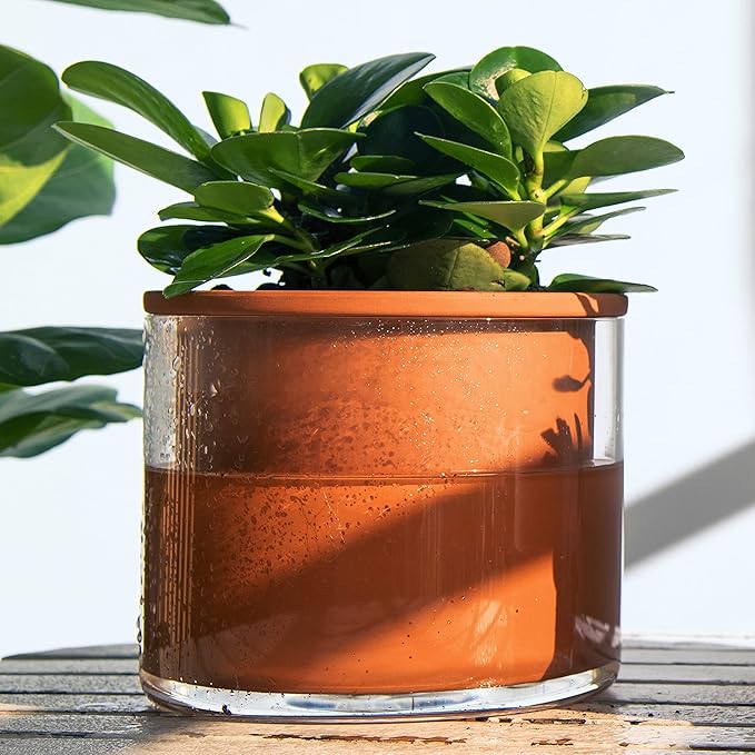 Phoenix Vine 6 Inch Self Watering Plants Pot, Design Terracotta Pot for Plants, Indoor Cylinder Terra Cotta Planter with Glass Vase, Set of 1, 51-A-F-1