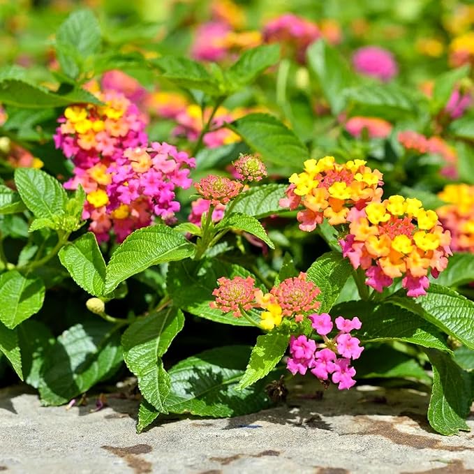 Lantana Confetti | 10 Live Plants | Lantana Camara | Colorful Garden Shrub | Drought Tolerant Perennial Plants