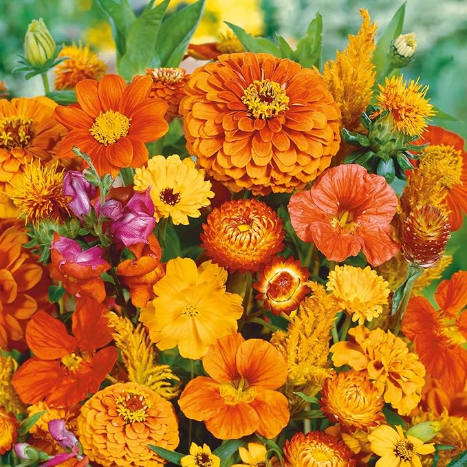 Eden Brothers Orange You Glad Flower Mixed Seeds for Planting, 1 lb, 480,000+ Seeds with Dahlia, Double Strawflower | Attracts Pollinators, Plant in Spring or Fall, Zones 3, 4, 5, 6, 7, 8, 9, 10