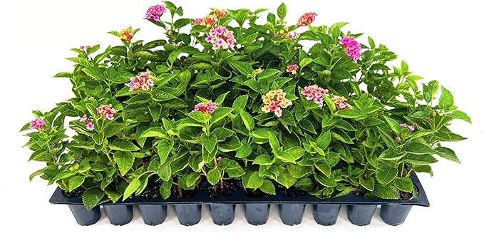 Lantana Confetti | 20 Live Plants | Lantana Camara | Colorful Garden Shrub | Drought Tolerant Perennial Plants