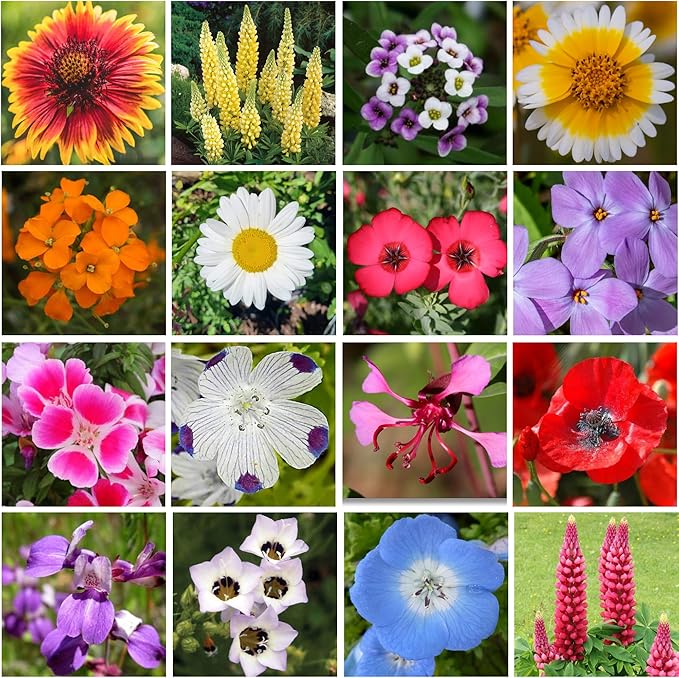 Geva Grow on The Go Seed Shaker - Northwest Wildflower Seeds Regional Mix - Organic, Non-GMO - 100% Pure Seed - 20 Different Wildflowers Seeds of Annual and Perennial, 8oz