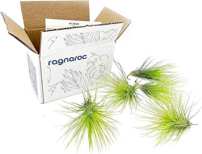 Air Plants - Tillandsia Andreana, Large 4-6" - 5ct - Live Arrival Gauranteed - House Plants for Home Decor & Gift