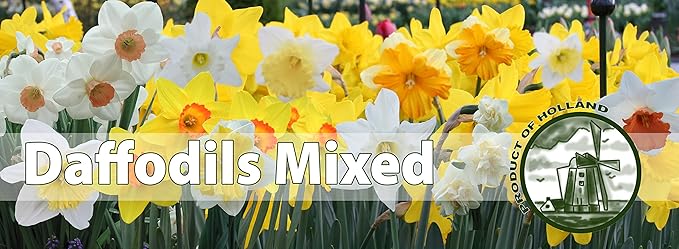 Mixed Daffodils (25 Bulbs) - Assorted Colors Daffodil Narcissus Bulbs by Willard & May