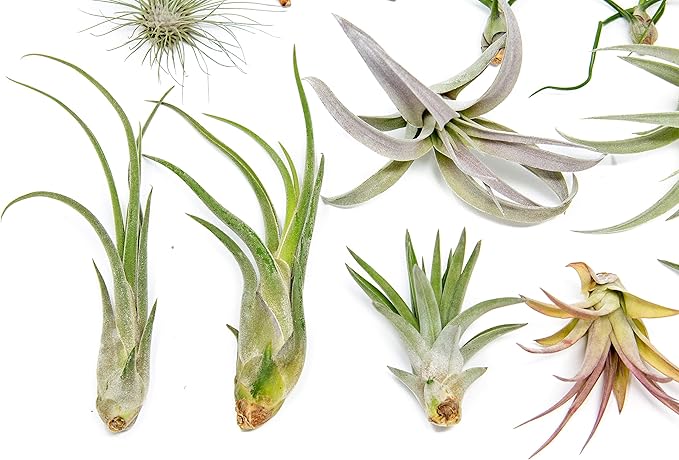 25 Grab Bag Pack Small & Medium Air Plants - Fertilizer Packet - Wholesale - Bulk - Live Tillandsia - Easy Care House Plant - Succulents