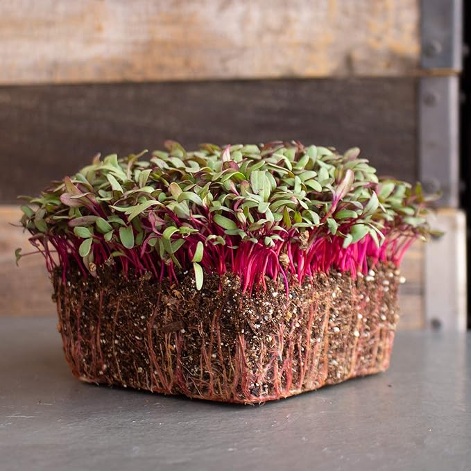 Beet Seeds - Red Round - 1 Oz ~1,500 Seeds - Beta vulgaris - Microgreens Seed - Non-GMO, Heirloom, Open Pollinated, Annual