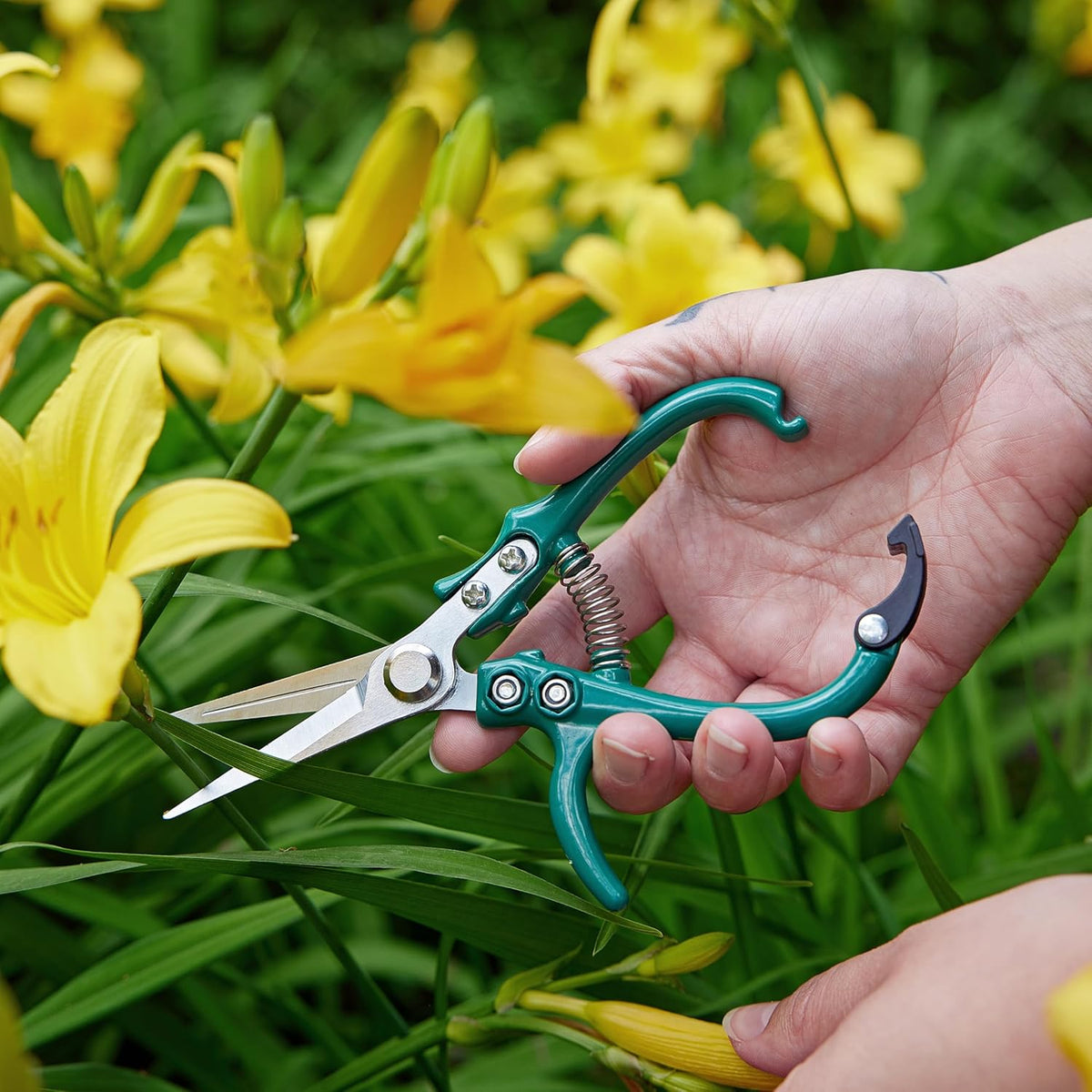 Modern Sprout Pruning Shears - Herb Snipping Scissors- Lightweight Gardening Tools W/Easy Lock - Flower Cutter Garden Shears - Carbon Steel Blade + Reusable Holster (Ocean, 1-Pack)